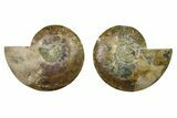 Cut & Polished, Agatized Ammonite Fossil - Madagascar #328092-1